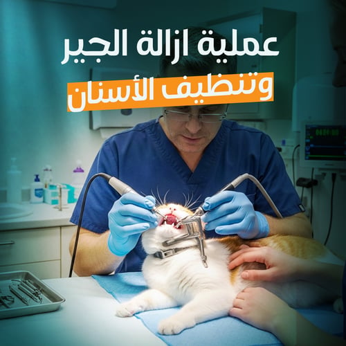 Dental & Scaling Cleaning