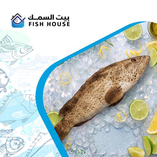 سمك لدن طازج - كيلو