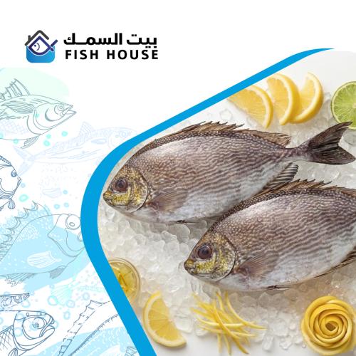 سمك صنيفي طازج