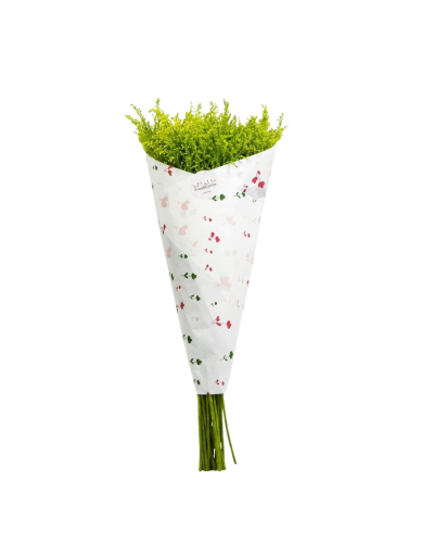 تشجير سوليداغو - Solidago اصفر