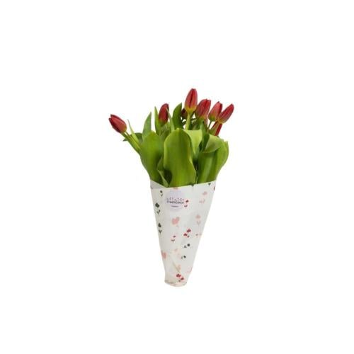 توليب - TULIP احمر
