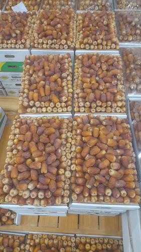 صقعي ملكي حبة كبير