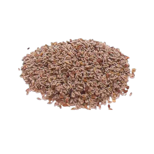 بذور القطونه