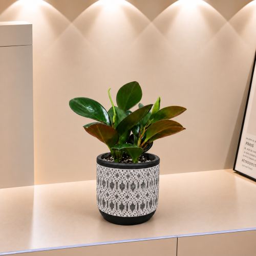 بيبيروميا حمراء الحواف (Peperomia obtusifolia