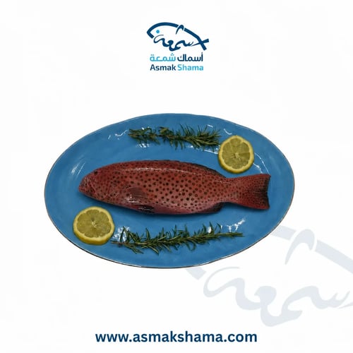 سمك طرادي