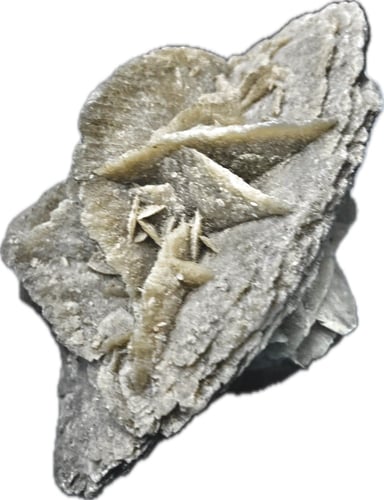 وردة الرمال