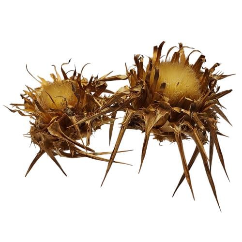 عشبة شوكة الجمل