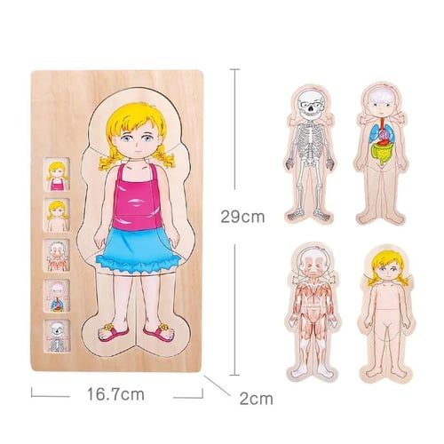 بزل تشريح جسم الانسان الخشبي