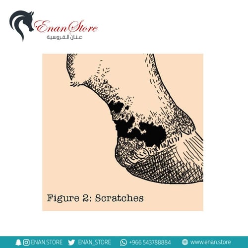 شامبو Fungasol للحساسية