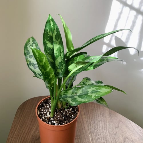 اجلونيما اخضر صغير (Aglaonema)