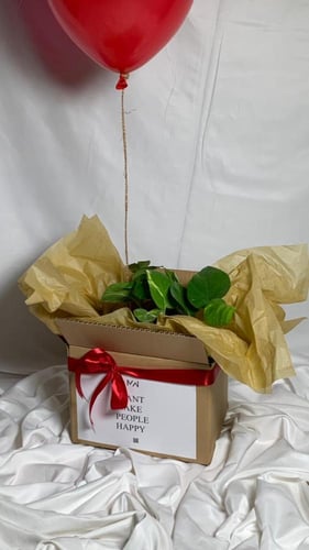 نبتة 14 فبراير