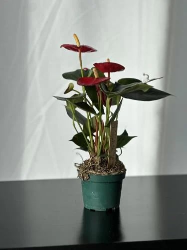 نبتت أنثوريوم - Anthurium