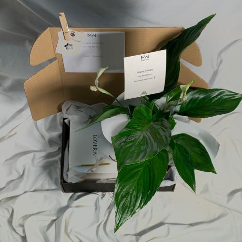 نبتة زنبق الـسلام مع كيكة الفاكتوري