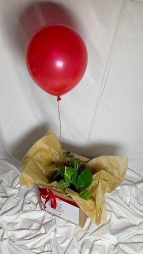 نبتة 14 فبراير