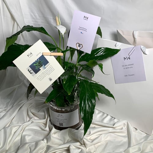 زنبق السلام