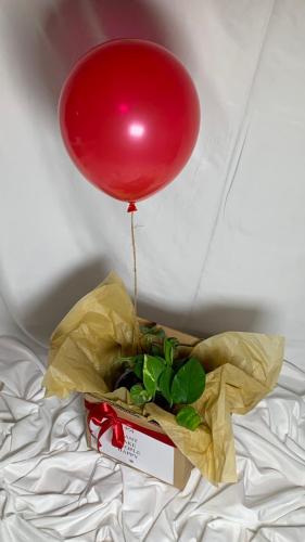 نبتة 14 فبراير