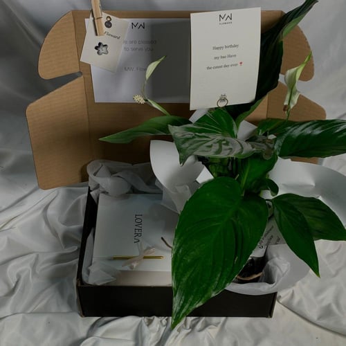 نبتة زنبق الـسلام مع كيكة الفاكتوري