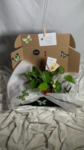 بوكس نبتة البوتس