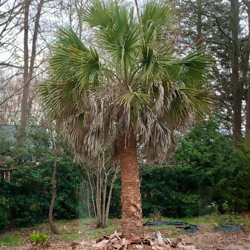 بذور نخيل ذيل الطاووس