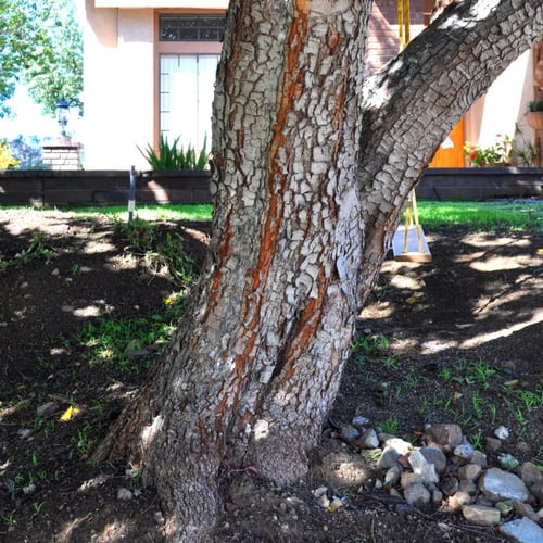 بذور الخروب