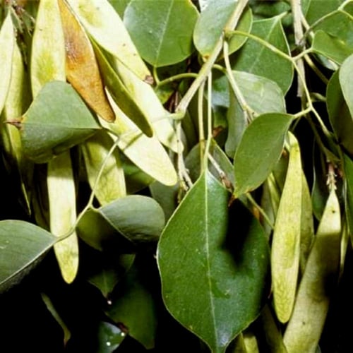 بذور السرسوع