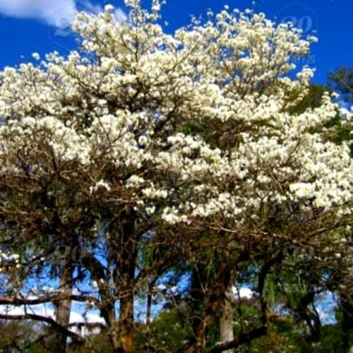 بذور التابوبيا الوردي الأبيض