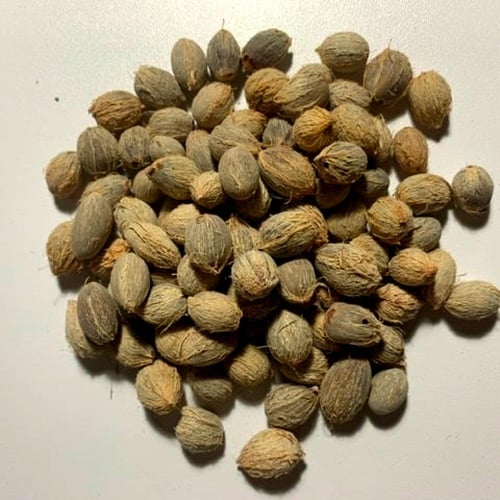 بذور نخيل شاميروبس