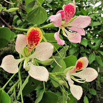 بذور البوهينيا الوردي