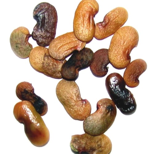 بذور السرسوع