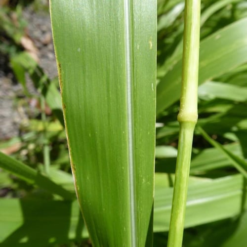 بذور بونيكام أسباني هجين