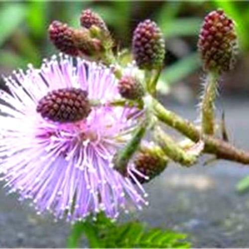 بذور النبتة الخجولة - المستحية