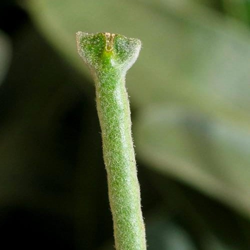 بذور المنثور | أحمر