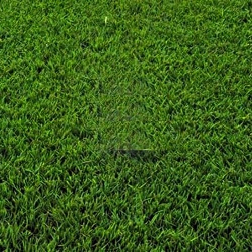 بذور الثيّل | انجيلة