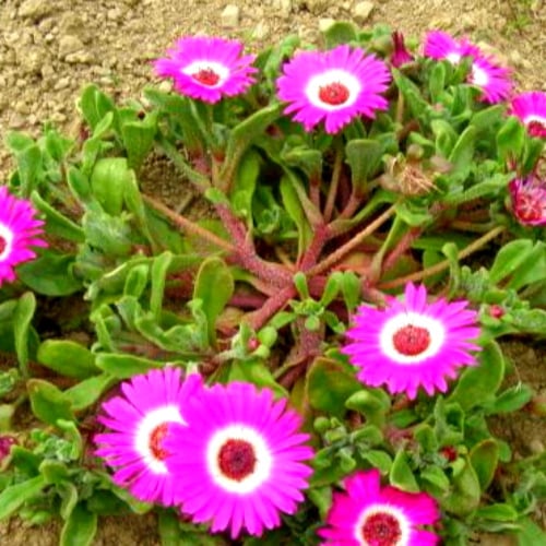 بذور أقحوان ثلجي