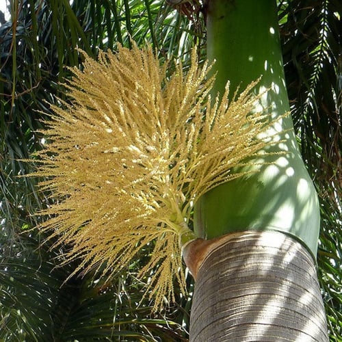 بذور نخيل ملوكي