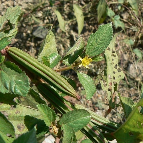 بذور الملوخية