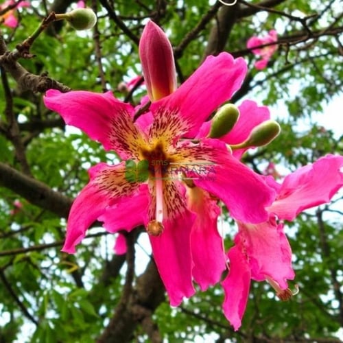 بذور الكوريزيا