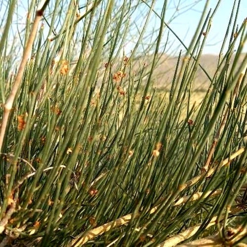 بذور الإرطى