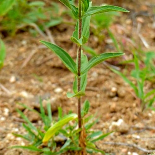 بذور الزينيا