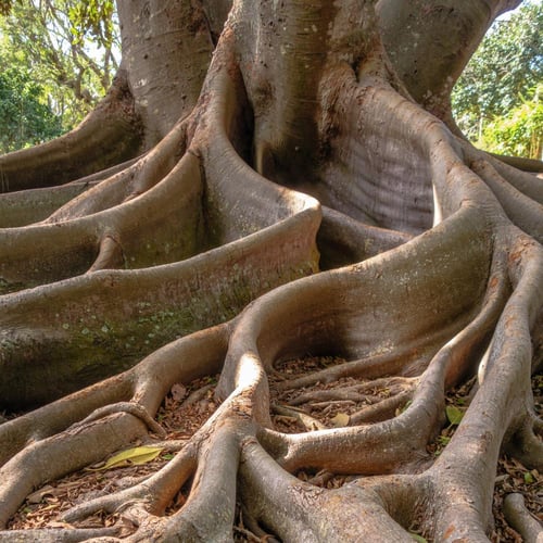 بذور الفيكس البنغالي