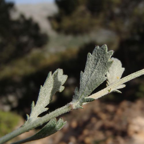 بذور القحويان