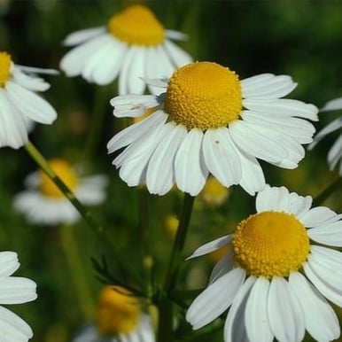 بذور البابونج