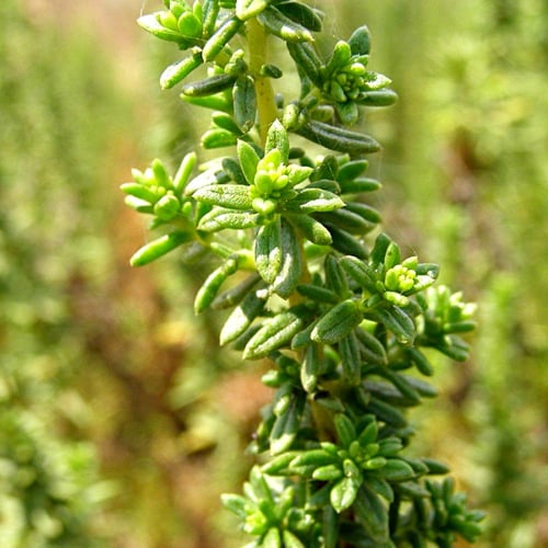 بذور العاذر