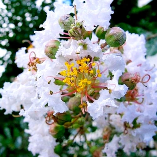 بذور تمر حنا