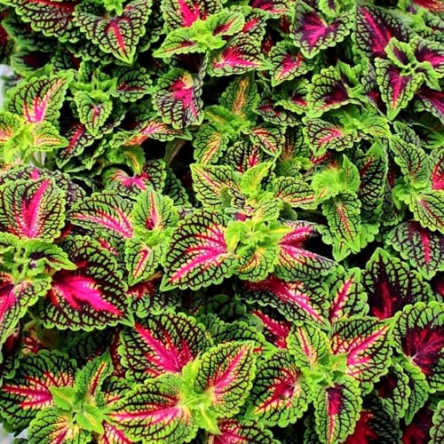 بذور السجّاد - الكوليوس