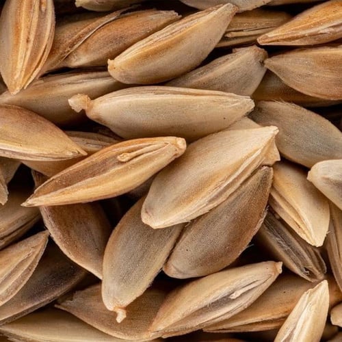 بذور الثيّل | انجيلة