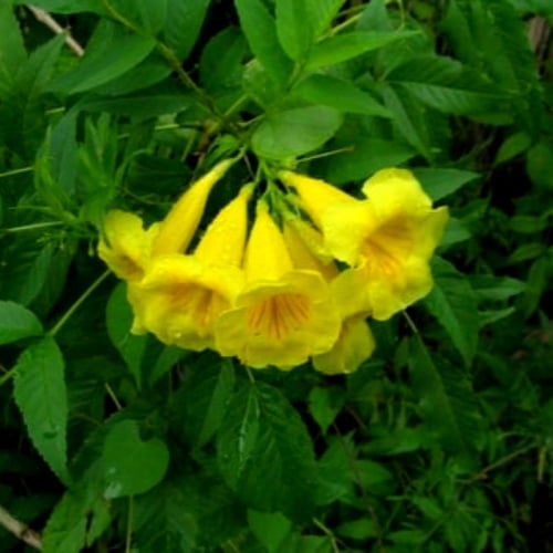 بذور تيكوما استانس