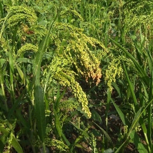 بذور ذرة بيبار سودانية