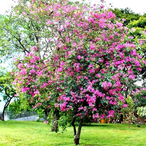 بذور البوهينيا