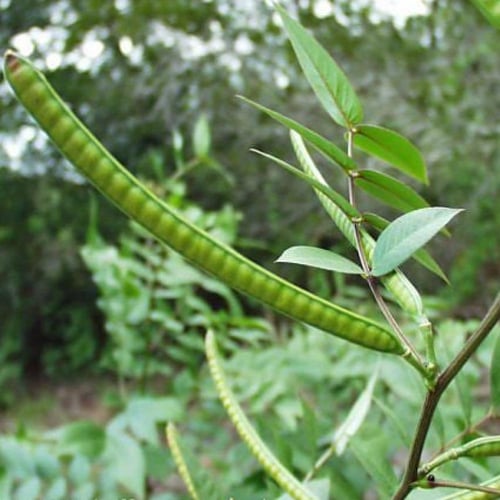 بذور كاسيا اوكدنتاليس